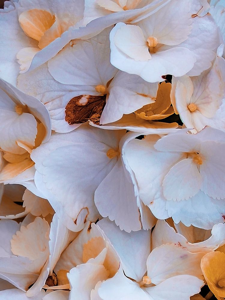 Macro Flower 6 art print by Rachel Lee for $57.95 CAD