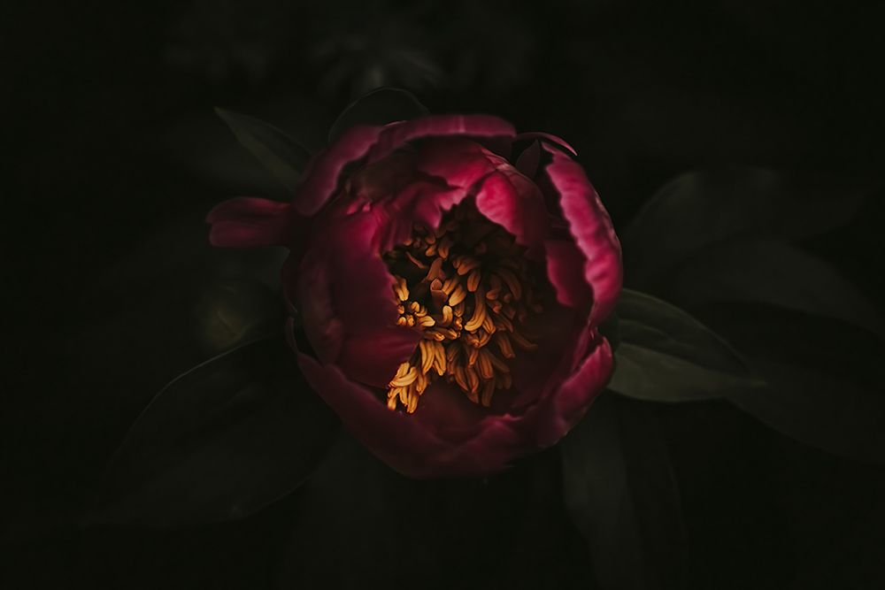 Macro Flower 7 art print by Rachel Lee for $57.95 CAD