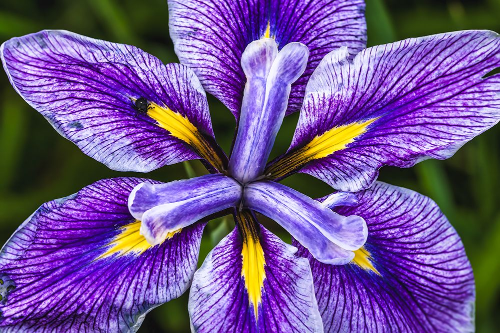 Macro Flower 8 art print by Rachel Lee for $57.95 CAD