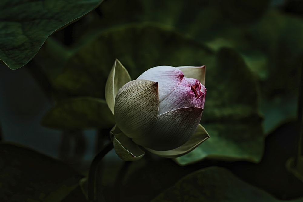 Macro Flower 9 art print by Rachel Lee for $57.95 CAD
