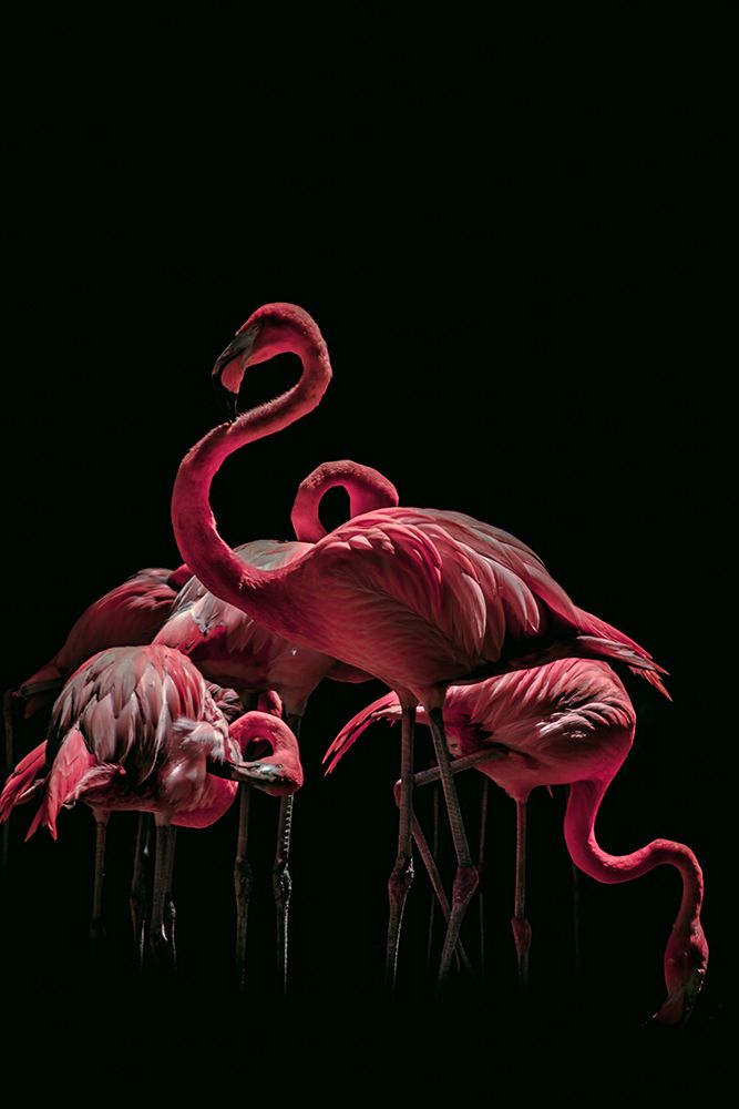 Bird 68 art print by Rachel Lee for $57.95 CAD