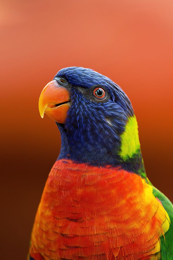 Bird 69 art print by Rachel Lee for $57.95 CAD