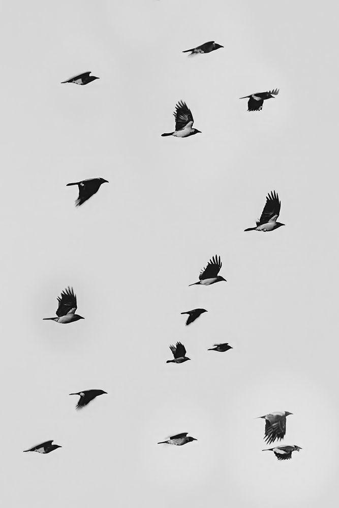 Bird 73 art print by Rachel Lee for $57.95 CAD