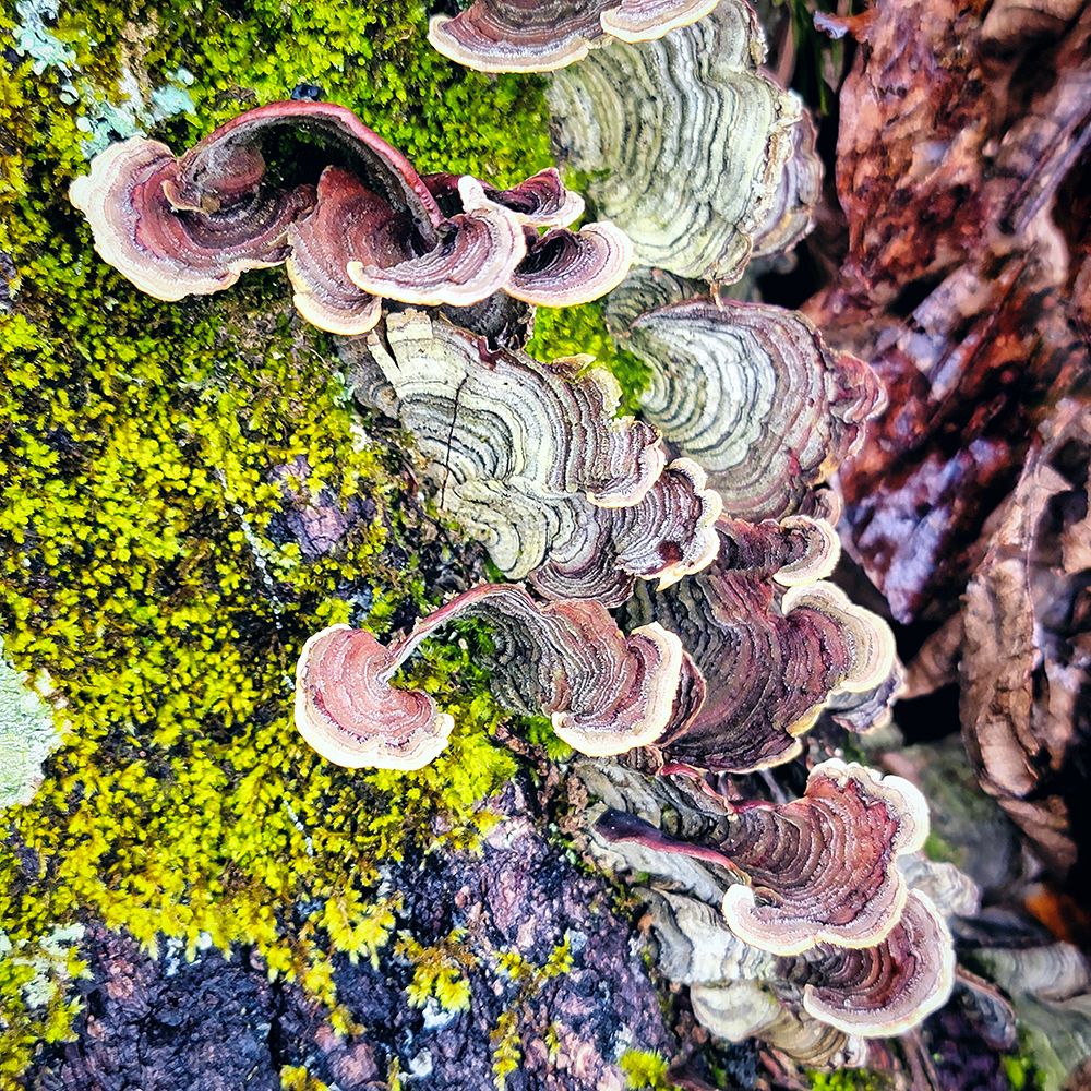 Lichen 1 art print by Rachel Lee for $57.95 CAD