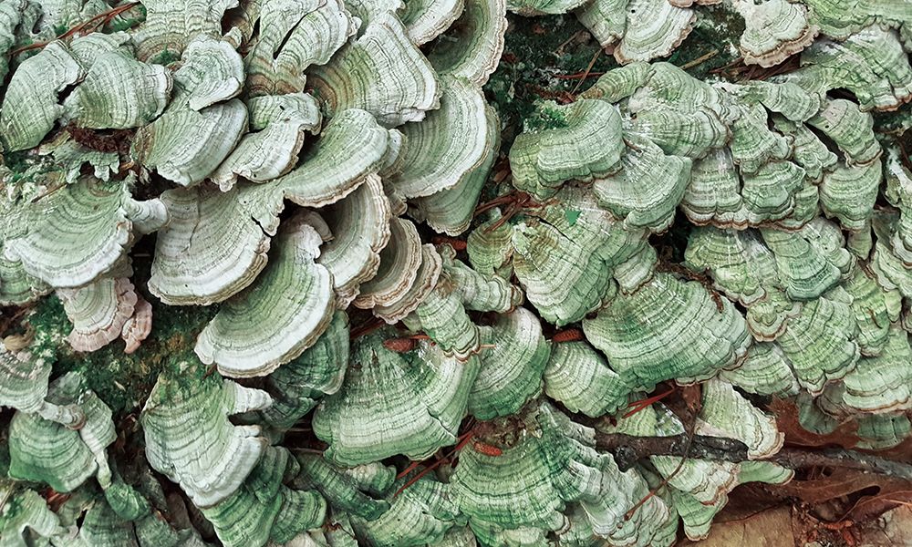 Lichen 2 art print by Rachel Lee for $57.95 CAD