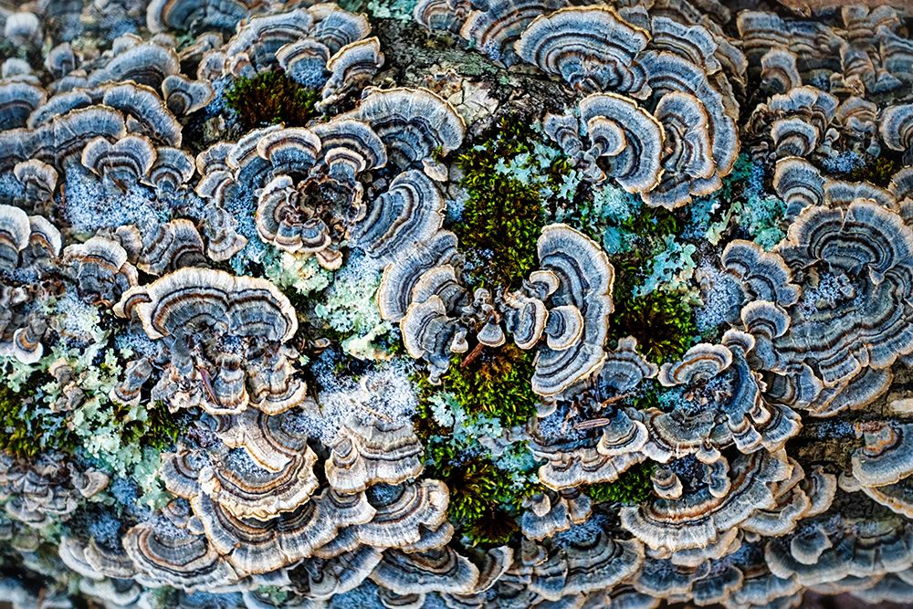 Lichen 3 art print by Rachel Lee for $57.95 CAD