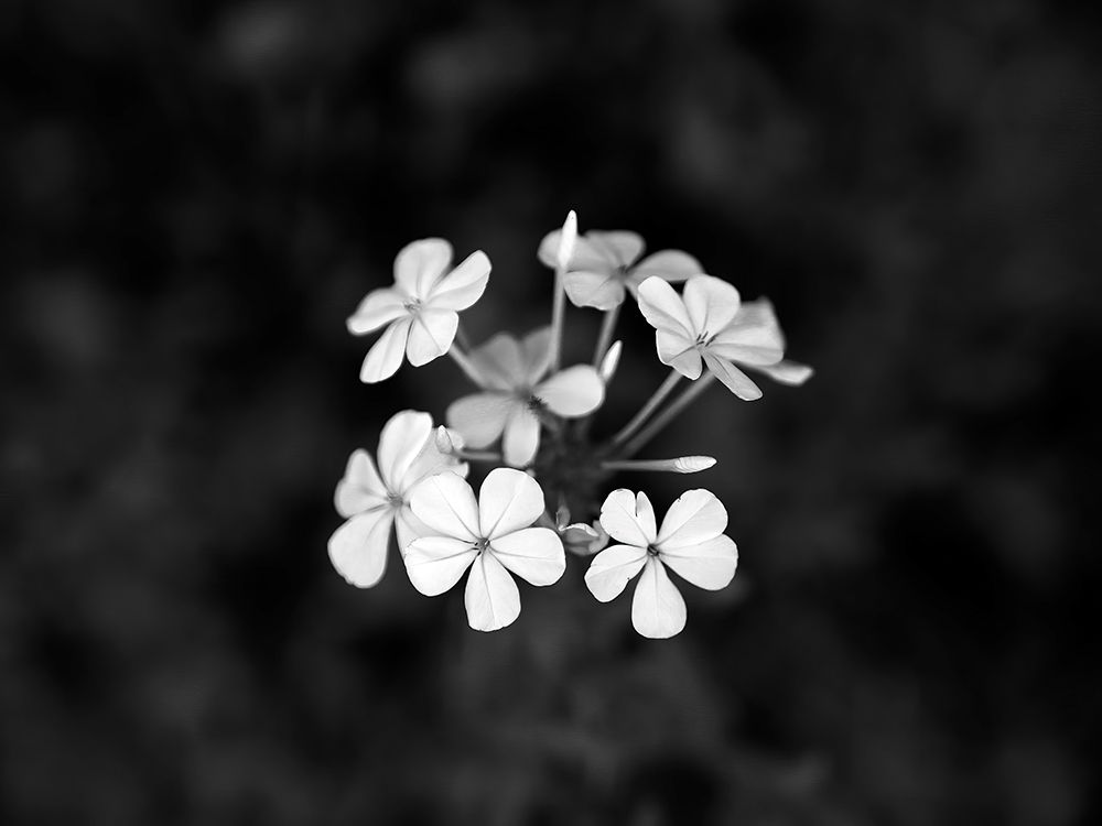 Macro Flower 37 art print by Rachel Lee for $57.95 CAD