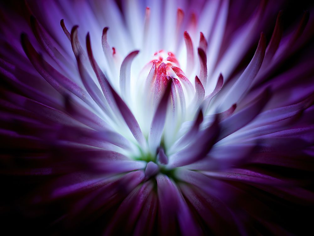 Macro Flower 38 art print by Rachel Lee for $57.95 CAD