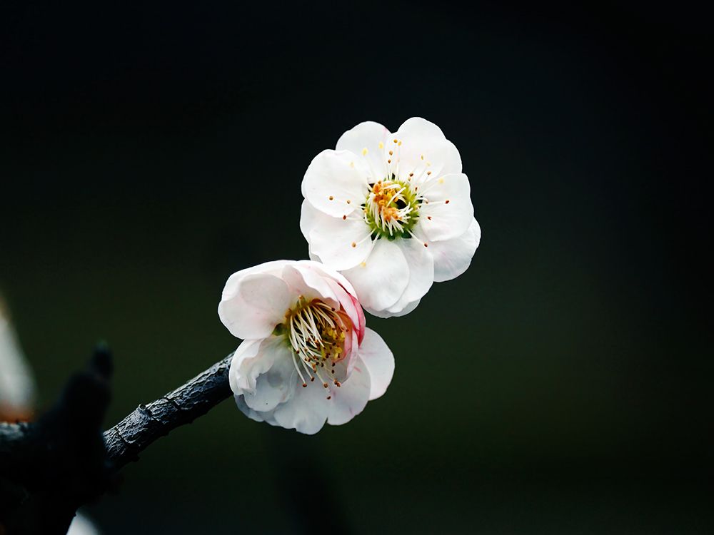Macro Flower 39 art print by Rachel Lee for $57.95 CAD