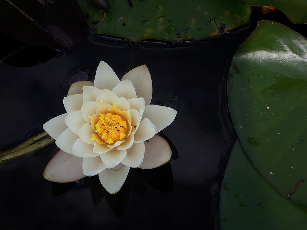Macro Flower 40 art print by Rachel Lee for $57.95 CAD