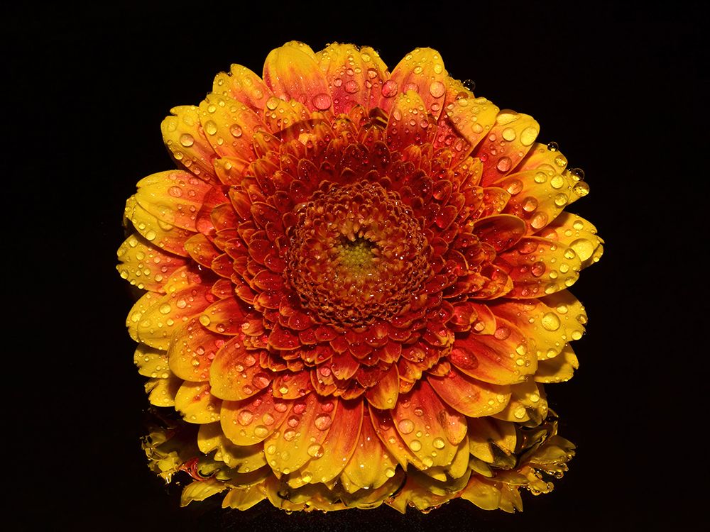 Macro Flower 41 art print by Rachel Lee for $57.95 CAD