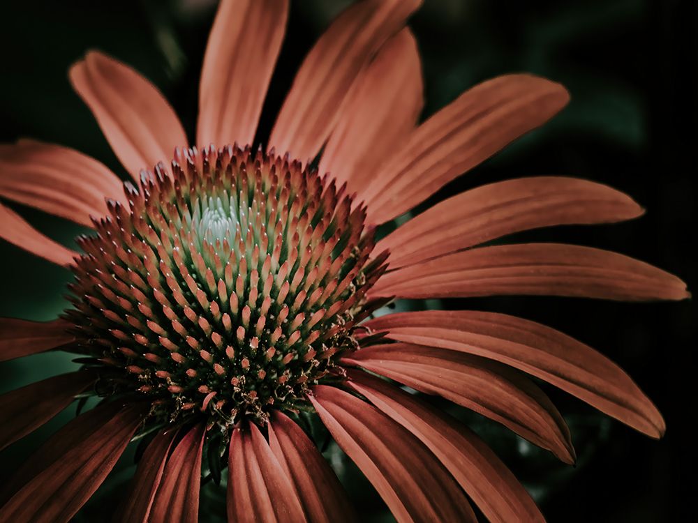 Macro Flower 42 art print by Rachel Lee for $57.95 CAD
