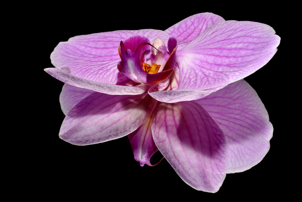 Macro Flower 43 art print by Rachel Lee for $57.95 CAD