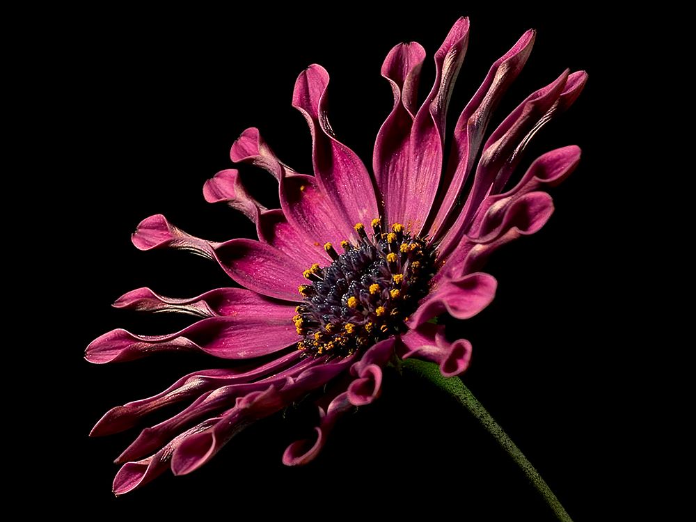 Macro Flower 44 art print by Rachel Lee for $57.95 CAD
