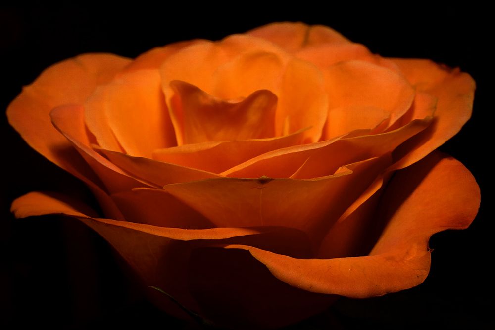 Macro Flower 46 art print by Rachel Lee for $57.95 CAD