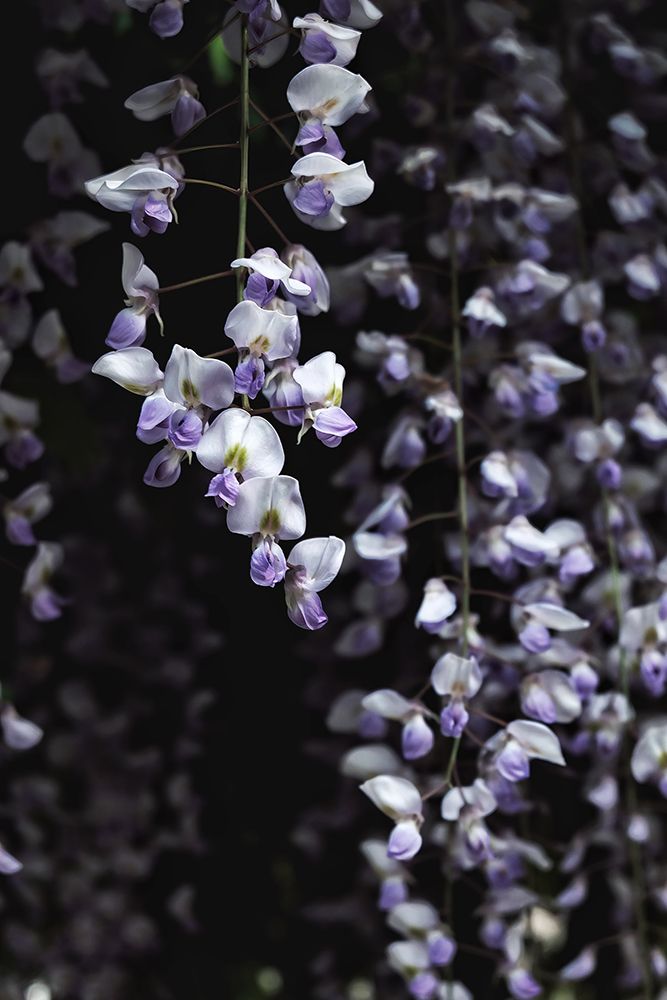 Macro Flower 47 art print by Rachel Lee for $57.95 CAD