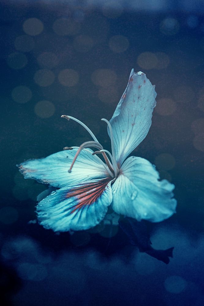 Macro Flower 48 art print by Rachel Lee for $57.95 CAD
