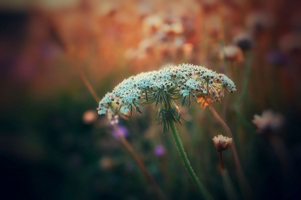 Macro Flower 49 art print by Rachel Lee for $57.95 CAD