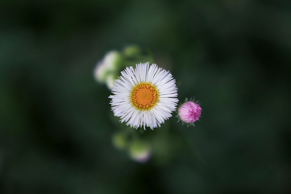 Macro Flower 50 art print by Rachel Lee for $57.95 CAD