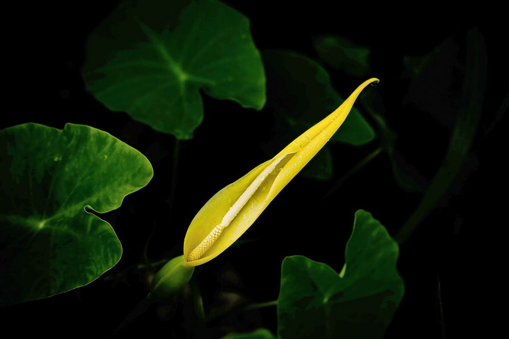 Macro Flower 51 art print by Rachel Lee for $57.95 CAD