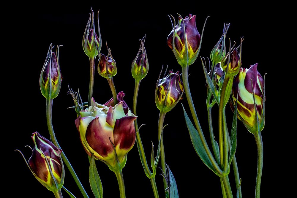 Macro Flower 52 art print by Rachel Lee for $57.95 CAD