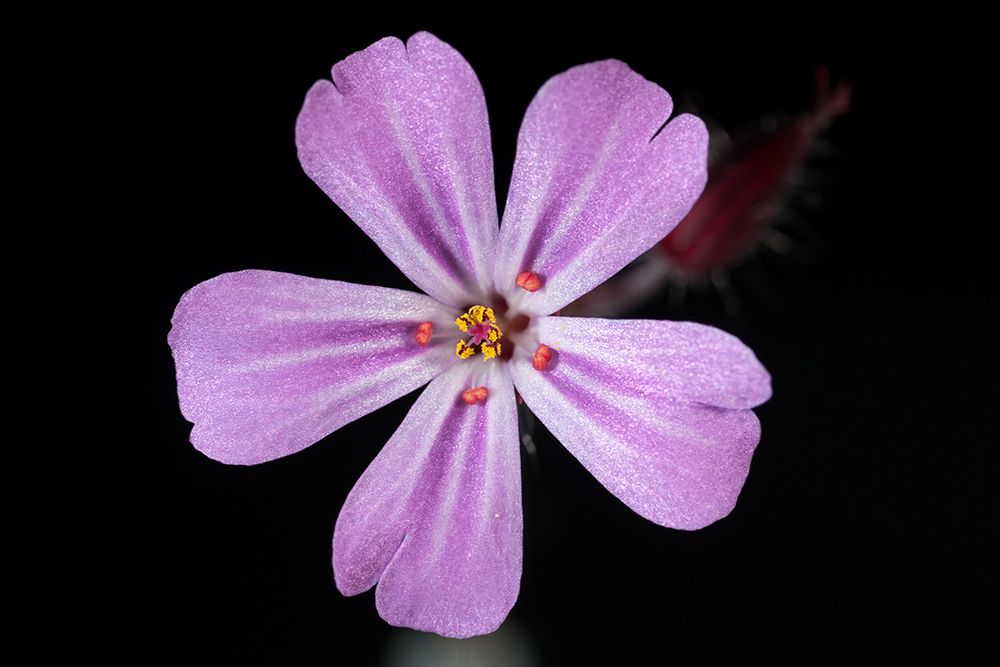 Macro Flower 53 art print by Rachel Lee for $57.95 CAD
