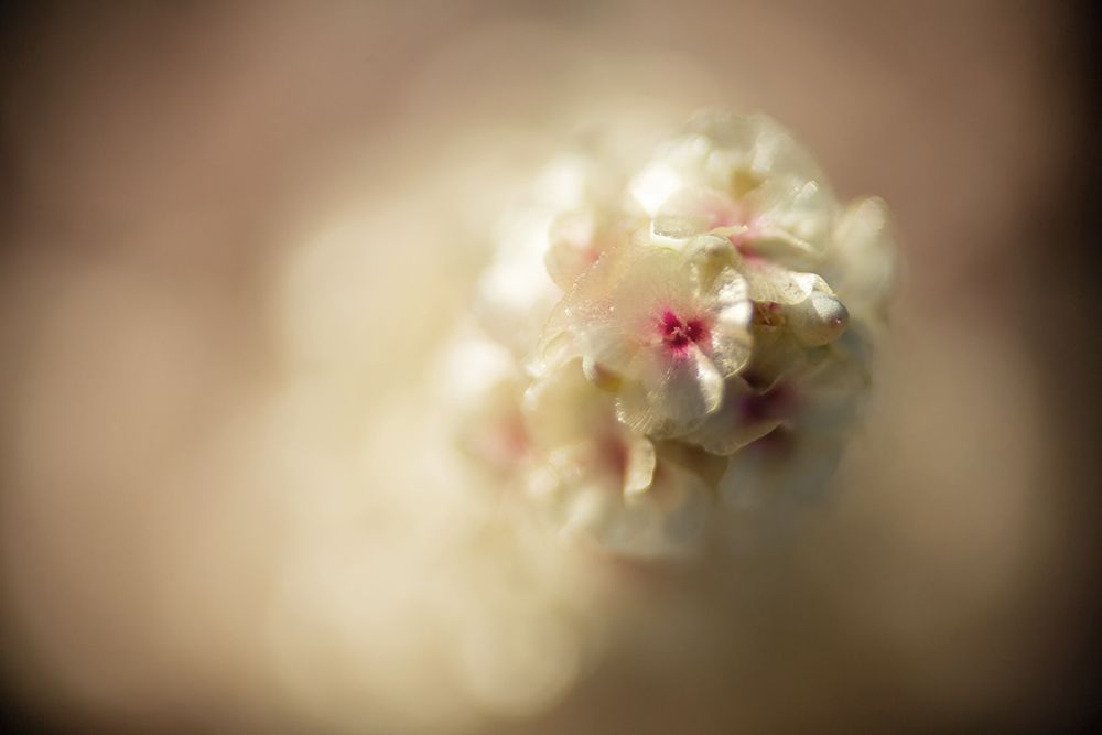 Macro Flower 54 art print by Rachel Lee for $57.95 CAD
