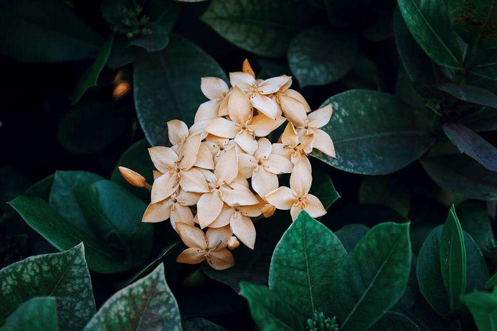 Macro Flower 55 art print by Rachel Lee for $57.95 CAD