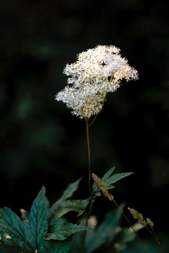 Macro Flower 56 art print by Rachel Lee for $57.95 CAD