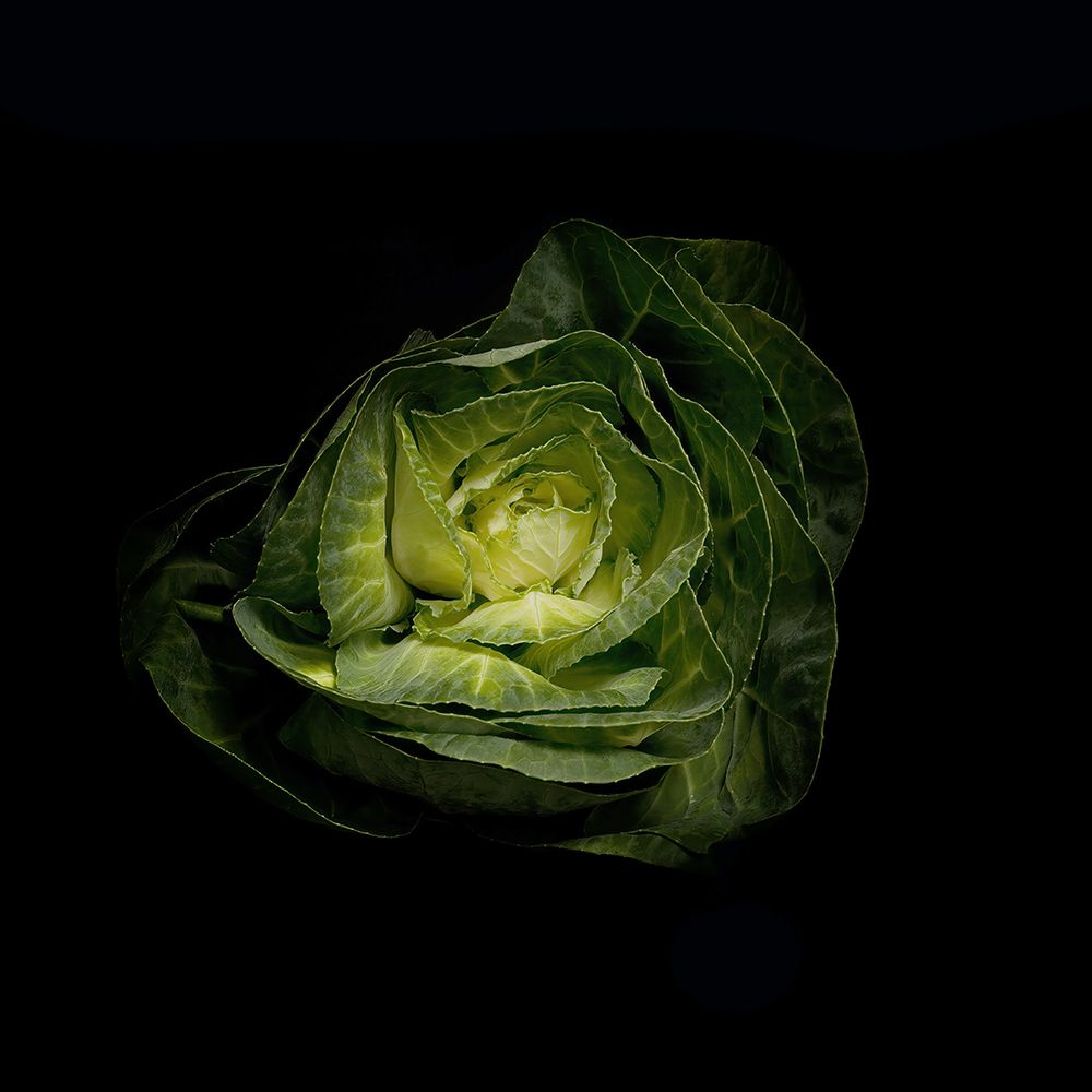 Macro Flower 57 art print by Rachel Lee for $57.95 CAD