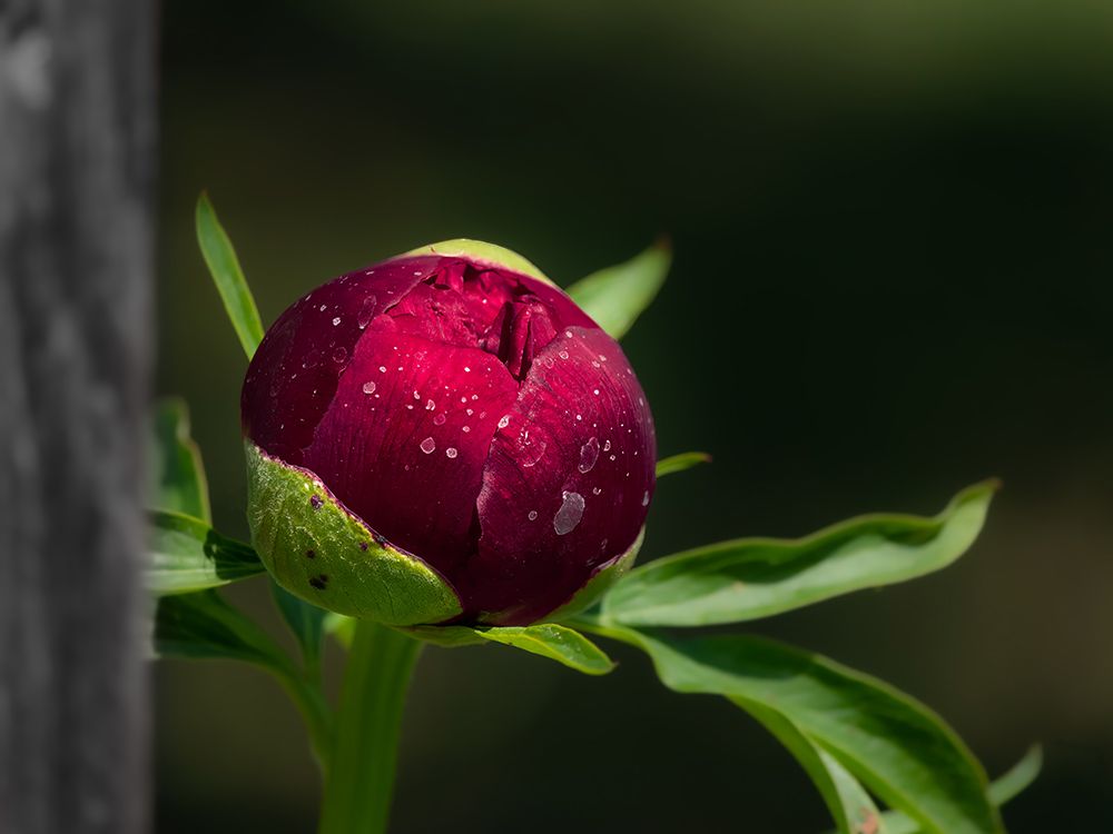 Macro Flower 58 art print by Rachel Lee for $57.95 CAD