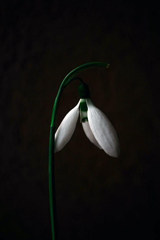 Macro Flower 59 art print by Rachel Lee for $57.95 CAD