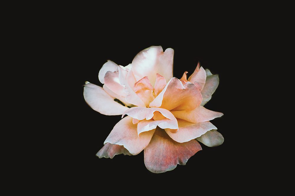 Macro Flower 60 art print by Rachel Lee for $57.95 CAD