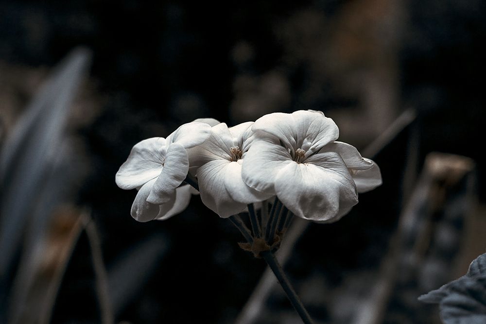 Macro Flower 61 art print by Rachel Lee for $57.95 CAD