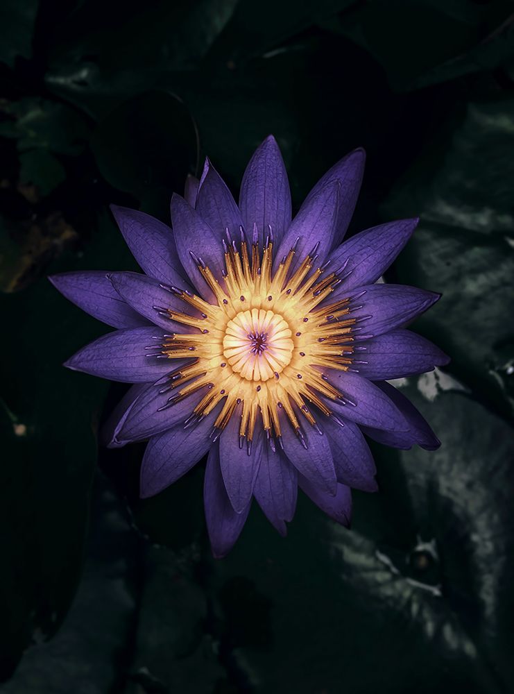 Macro Flower 62 art print by Rachel Lee for $57.95 CAD