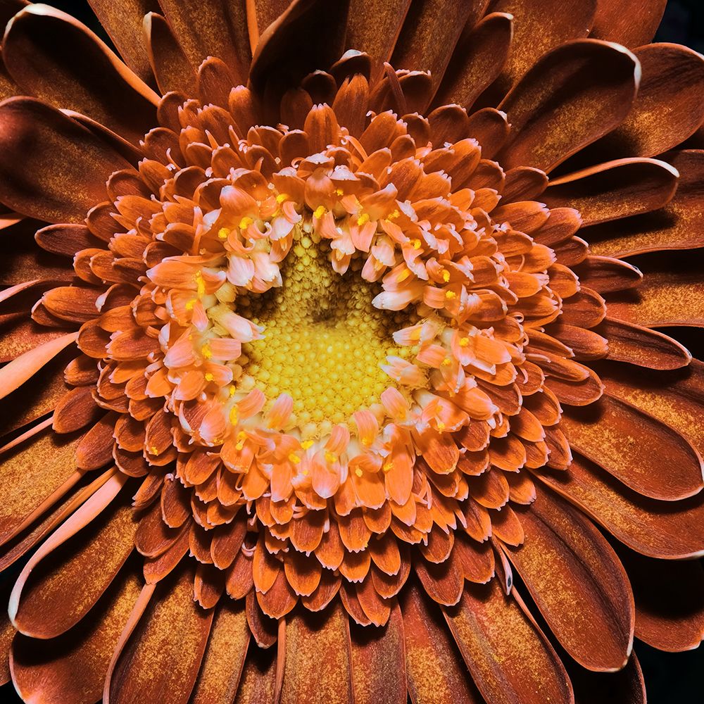 Macro Flower 63 art print by Rachel Lee for $57.95 CAD