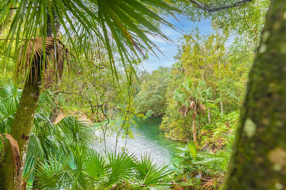 Blue Springs State Park 2 art print by Will Malone for $57.95 CAD