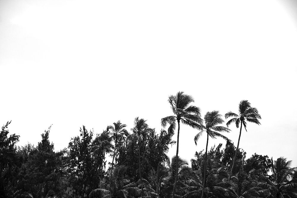 Lanikai Palms art print by Will Malone for $57.95 CAD