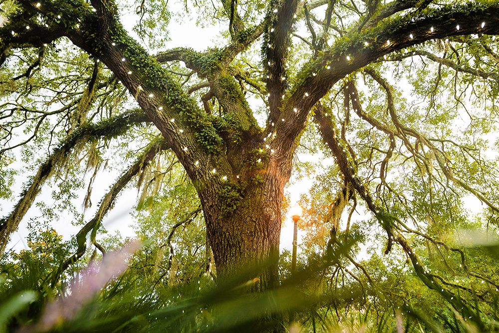 Live Oak Dance art print by Will Malone for $57.95 CAD