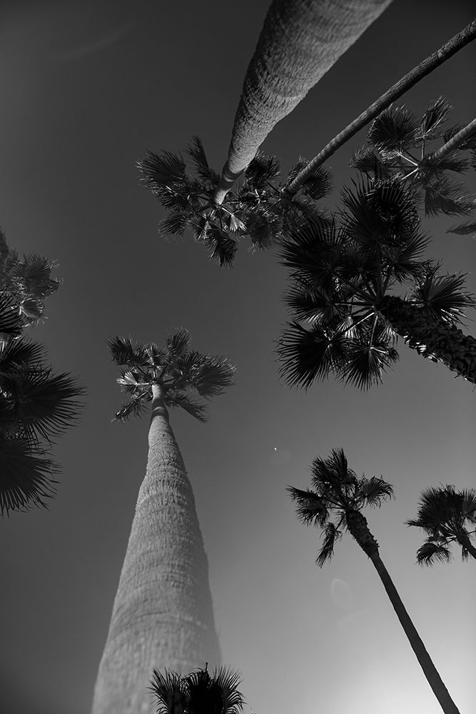 Monochrome Palms art print by Will Malone for $57.95 CAD