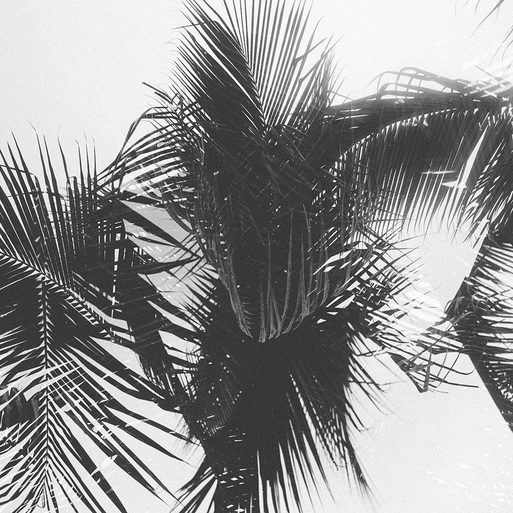 Palm 1 art print by Will Malone for $57.95 CAD
