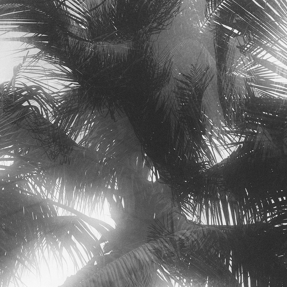 Palm 4 art print by Will Malone for $57.95 CAD