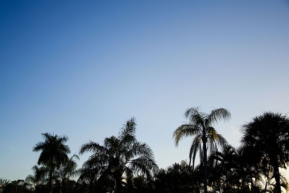 Palm Twilight art print by Will Malone for $57.95 CAD