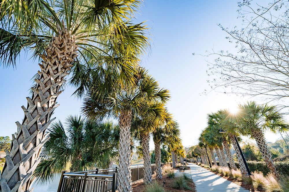 Palm Walk art print by Will Malone for $57.95 CAD