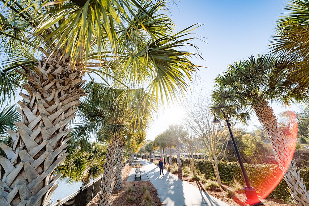 Palm Walk Sun art print by Will Malone for $57.95 CAD