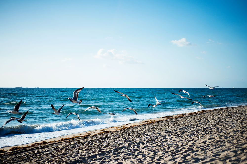Seagulls art print by Will Malone for $57.95 CAD