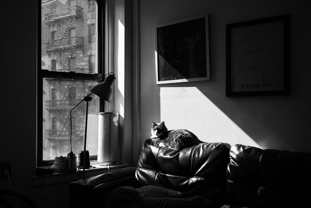 City Cat art print by Will Malone for $57.95 CAD