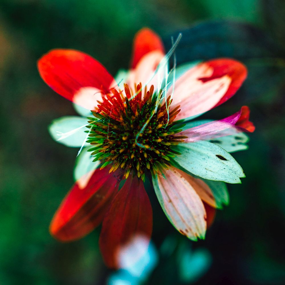 A New Flower art print by Will Malone for $57.95 CAD