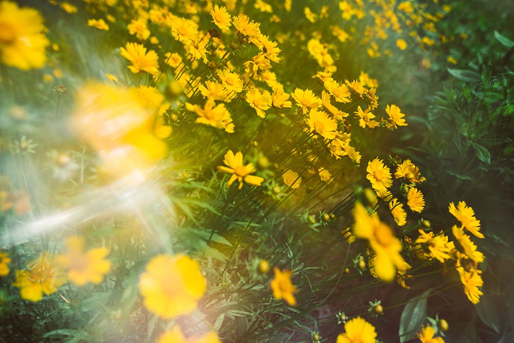 Springtime art print by Will Malone for $57.95 CAD