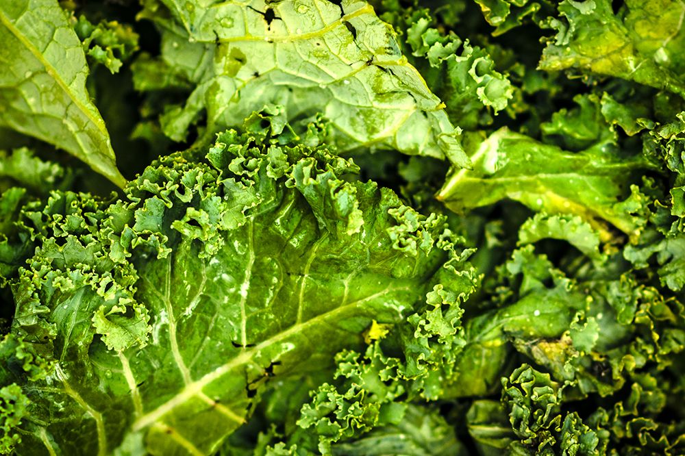 Kale Up Close art print by Will Malone for $57.95 CAD